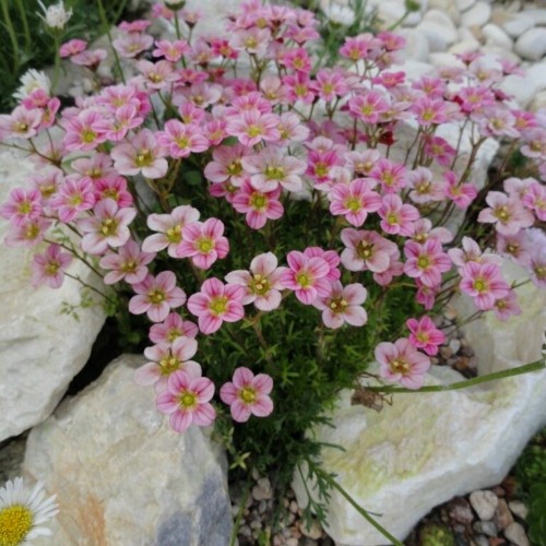 Saxifraga x arendsii 'Alpino Pink' - Arendsi kivirik 'Alpino Pink'